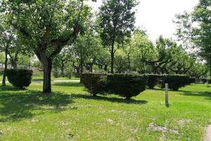 Groen park met bomen en struiken, zonnige dag.