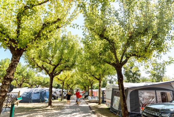 Camping met bomen en tenten, mensen lopen langs het pad.