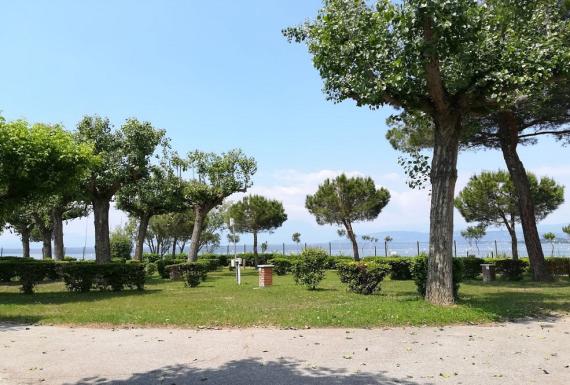 Groene bomen en struiken in een park met uitzicht op een rustig meer.