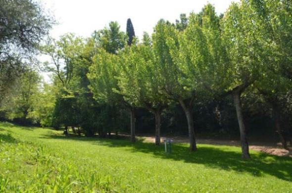 Un prato verde con alberi sotto il sole.